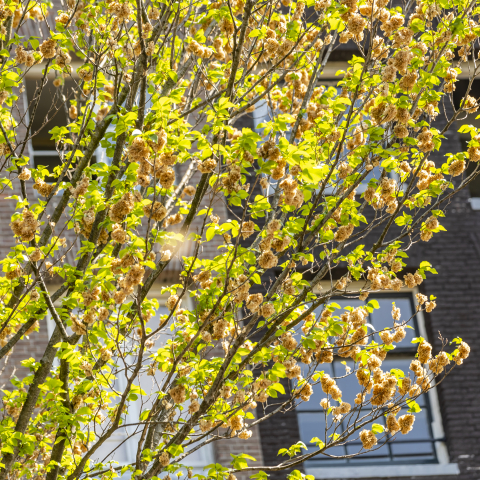 Grachtengordel van Amsterdam Iep 035 - Fotograaf Bertel Kolthof © Stichting Werelderfgoed Nederland