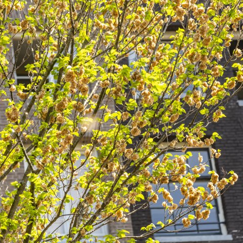 Grachtengordel van Amsterdam Iep 035 - Fotograaf Bertel Kolthof © Stichting Werelderfgoed Nederland