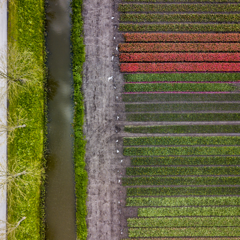 Droogmakerij de Beemster Lente 037 - Fotograaf Bertel Kolthof © Stichting Werelderfgoed Nederland