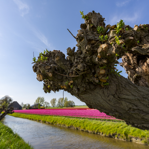 Droogmakerij de Beemster Lente  077 - Fotograaf Bertel Kolthof © Stichting Werelderfgoed Nederland