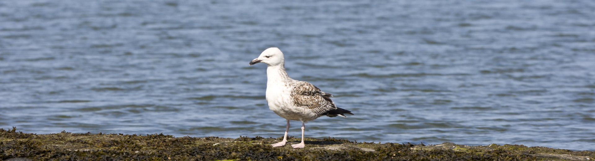 Waddenzee bij Terschelling