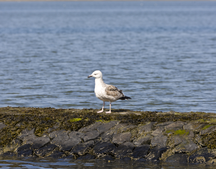 Waddenzee bij Terschelling
