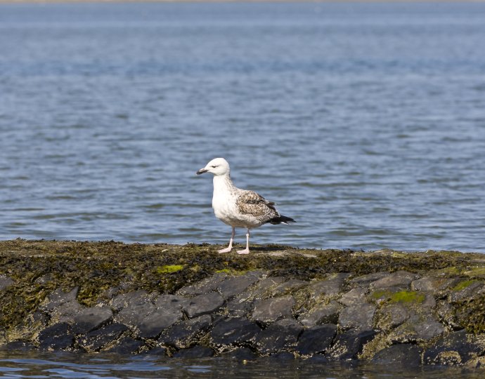 Waddenzee bij Terschelling